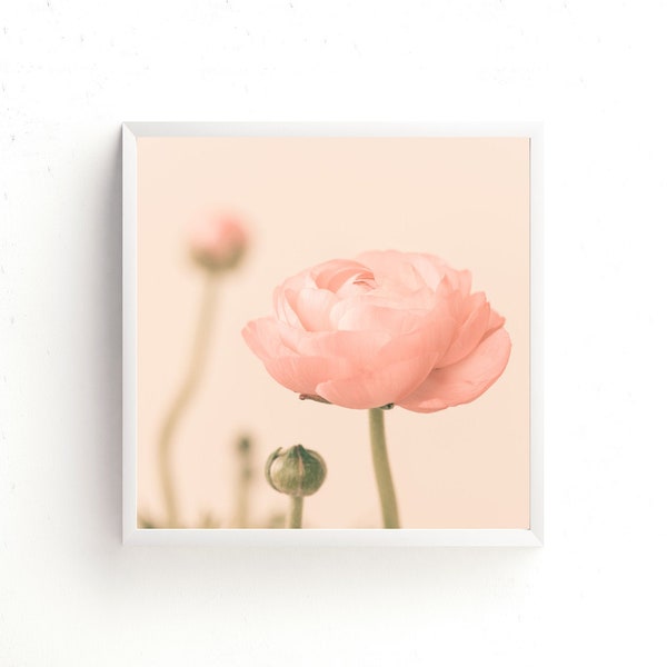Dreamy Ranunculus Photography Print - Square Flowers Photo - Floral Print - Pink Peach Buttercup Picture 5x5 8x8
