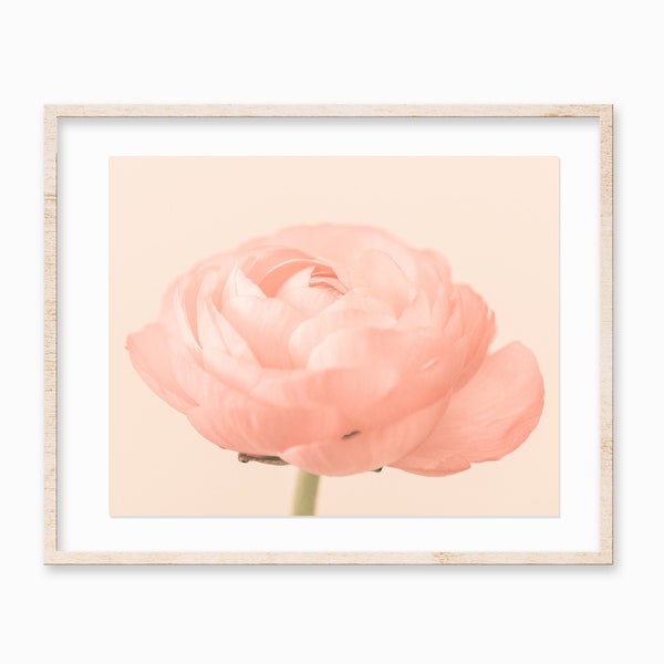 Soft Peach Ranunculus Print - Flower Photography Print Nature - Flower Pictures for Wall - Ranunculus Photography