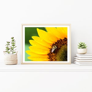 Sunflower Photography Print - Nature Wall Art Yellow - Sunflower Gift for Friend - Flower Photography Print