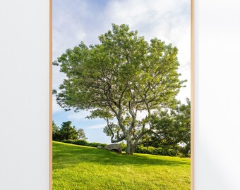 Black Cherry Tree Wall Art Print, Peaceful Nature Photography for Spa, Meditation & Holistic Decor