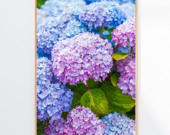 Cape Cod Hydrangea Print, Pink and Blue Floral Wall Art, Colorful Flower Photography, Gift for Her
