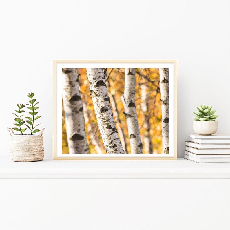 8x12 Rustic Nature Photography Wall Decor 11x14 Nature Photos 5x7 White Birch Tree Wall Art Pictures 8x10 Birch Trees Print
