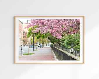 Boston Public Garden Cherry Blossom Print, Spring Flower Photography