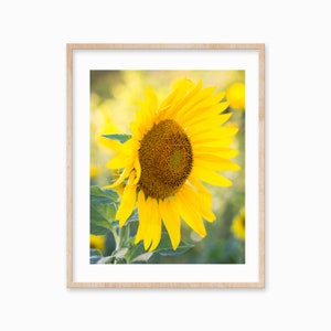 Yellow Flower Photography Print Nature - Sunflower Wall Art - Sunflower Photography