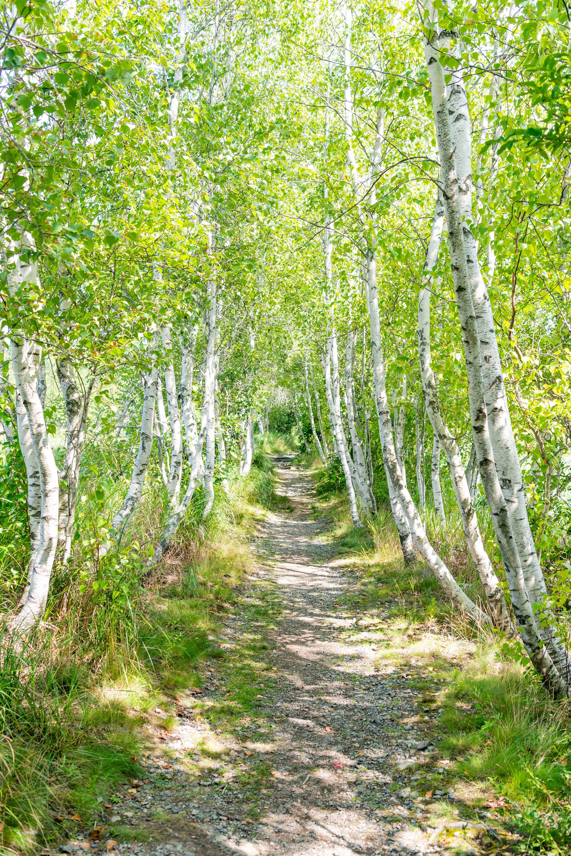 Birch Tree Forest Path Photo: Acadia National Park Nature Print - Etsy