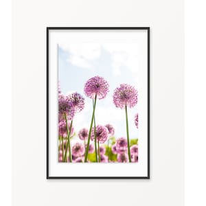 Purple Allium Flowers Print - Etsy Fine Art Flower Photography Framed - Nature Botanical Canvas Art