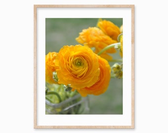 Ranunculus Flower Photography Print - Yellow Floral Print - Dreamy Buttercup Flower Photo Wall Art 5x7, 8x10, 11x14 Print
