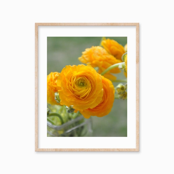 Ranunculus Flower Photography Print - Yellow Floral Print - Dreamy Buttercup Flower Photo Wall Art 5x7, 8x10, 11x14 Print