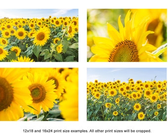 Set of 4 Sunflower Photography Prints - Sunflower Gallery Wall Set - Colby Farm Photos - Sunflower Housewarming Gifts