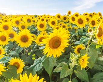 Sunflower Field Photography Print - Colby Farm Sunflowers Patch - Yellow Sunflowers Picture - Nature Photo Wall Art - Sunflower Photography