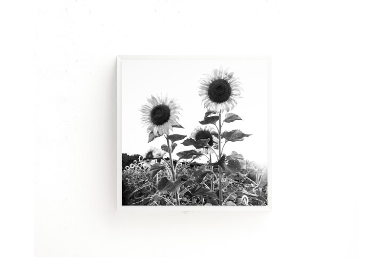 Black and White Sunflower Photography Flower Print Sunflower Wall Art