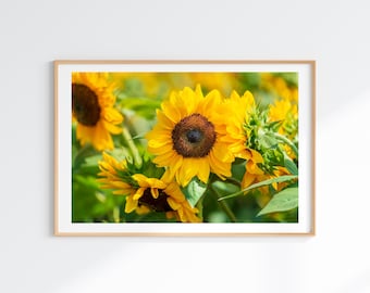 Sunflowers Picture, Wildflower Photography Print Yellow, Fine Art Floral Wall Art