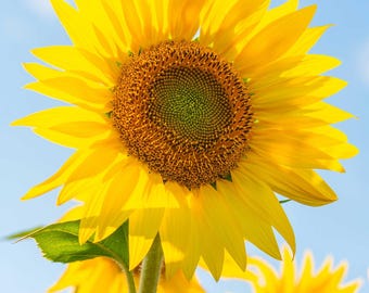 Sunflower Portrait Photography Print, Beautiful Yellow and Blue Floral Wall Art, Minimalist Flower Photo