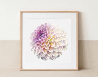 Hillcrest Suffusion Dahlie | Hochwertiger Kunstdruck