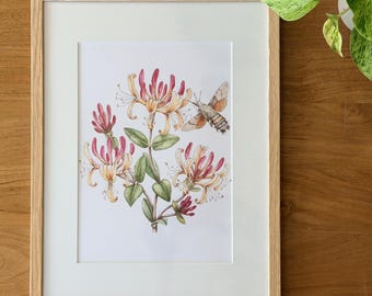 Hand-Signed Honeysuckle Botanical Print | Framed Fine Art | Hummingbird Hawk-Moth Watercolor