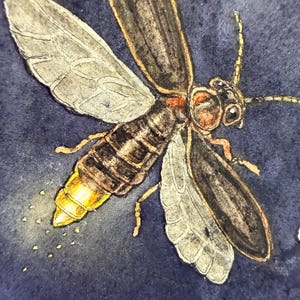 May include: A watercolor illustration of a firefly against a dark blue background. The insect features dark brown wings, a segmented body, and a glowing yellow abdomen with small golden particles surrounding the light-emitting area.