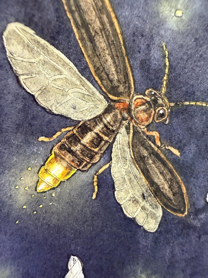 May include: A watercolor illustration of a firefly against a dark blue background. The insect features dark brown wings, a segmented body, and a glowing yellow abdomen with small golden particles surrounding the light-emitting area.