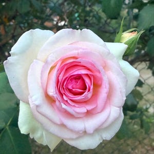 Pink and white rose in bloom photographed in a garden, used as reference for an original botanical artwork