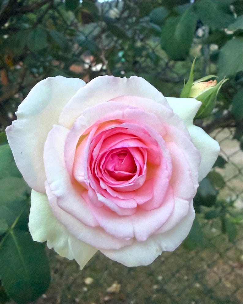 Pink and white rose in bloom photographed in a garden, used as reference for an original botanical artwork