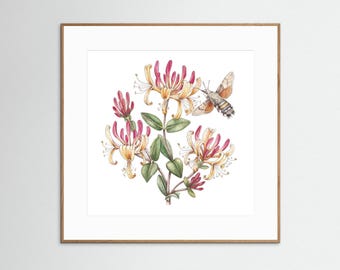 Gerahmter botanischer Kunstdruck – Geißblatt-Kolibri-Schwärmer | Botanische Wandkunst