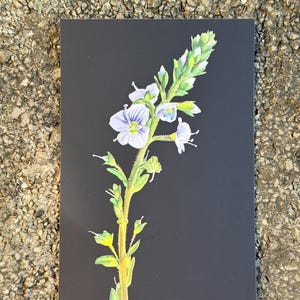 Botanical postcard featuring delicate blue speedwell flowers on a black background.