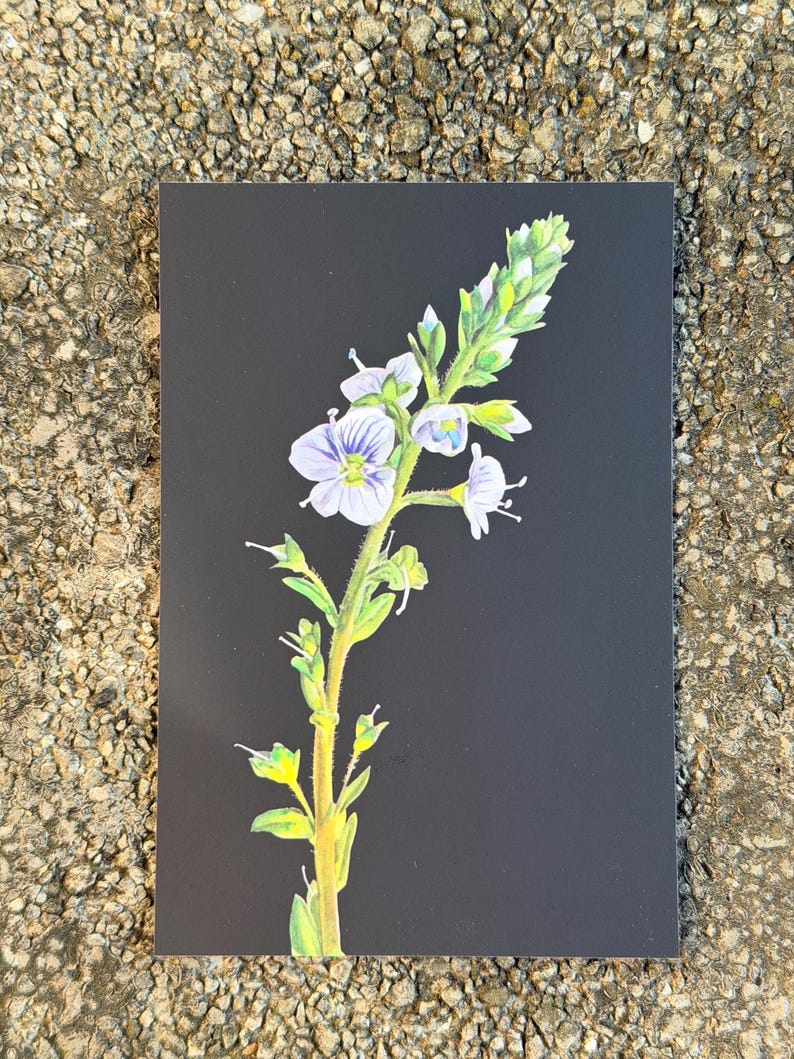 Botanical postcard featuring delicate blue speedwell flowers on a black background.