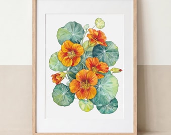 Sommer-Kapuzinerkresse | Hochwertiger Kunstdruck