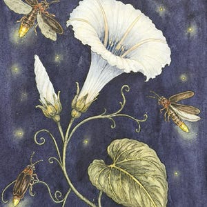 May include: A watercolor illustration featuring a large white morning glory flower in full bloom alongside a closed bud and a single green leaf. Three fireflies with glowing yellow abdomens are depicted against a dark purple night sky.