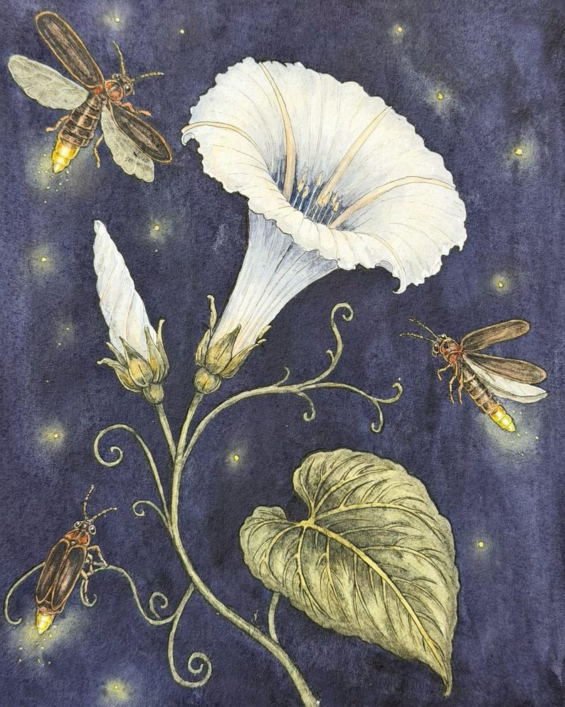 May include: A watercolor illustration featuring a large white morning glory flower in full bloom alongside a closed bud and a single green leaf. Three fireflies with glowing yellow abdomens are depicted against a dark purple night sky.