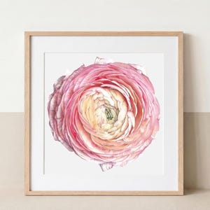 Pink ranunculus (Ranunculus asiaticus) botanical artwork printed from an original colored pencil drawing