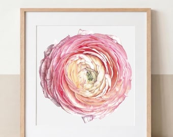 May include: A square framed wall art piece featuring a detailed watercolour illustration of a single ranunculus flower. The flower displays layered petals transitioning from soft cream and pale yellow in the centre to vibrant pink at the edges.