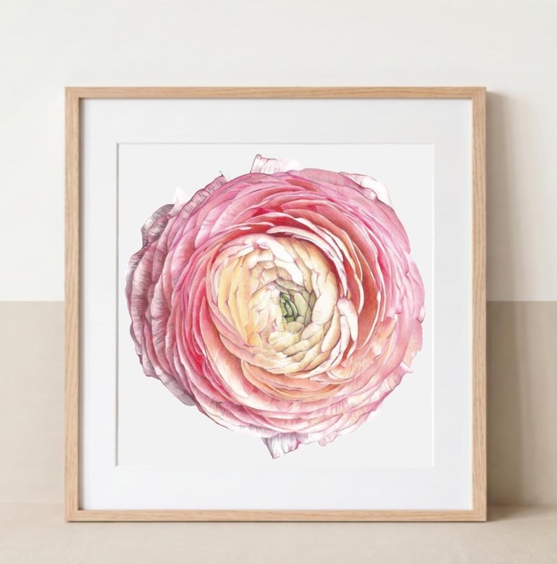 Pink ranunculus (Ranunculus asiaticus) botanical artwork printed from an original colored pencil drawing