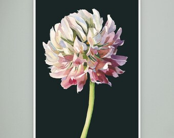 Gerahmter botanischer Leinwanddruck – Klee (Trifolium hybridum) | Botanische Wandkunst | Blumenleinwand | Naturkunstdruck