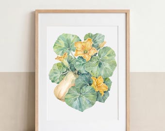 Butterbuschkürbis | Hochwertiger Kunstdruck