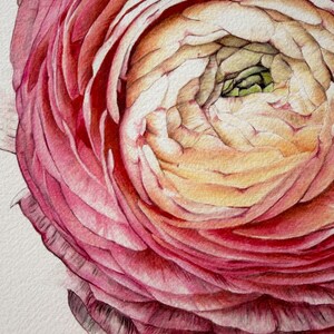 May include: A detailed watercolor painting of a ranunculus flower. The petals transition from deep magenta and pink on the outer edges to a soft, creamy yellow and pale green toward the tightly layered center, showcasing intricate shading and texture.