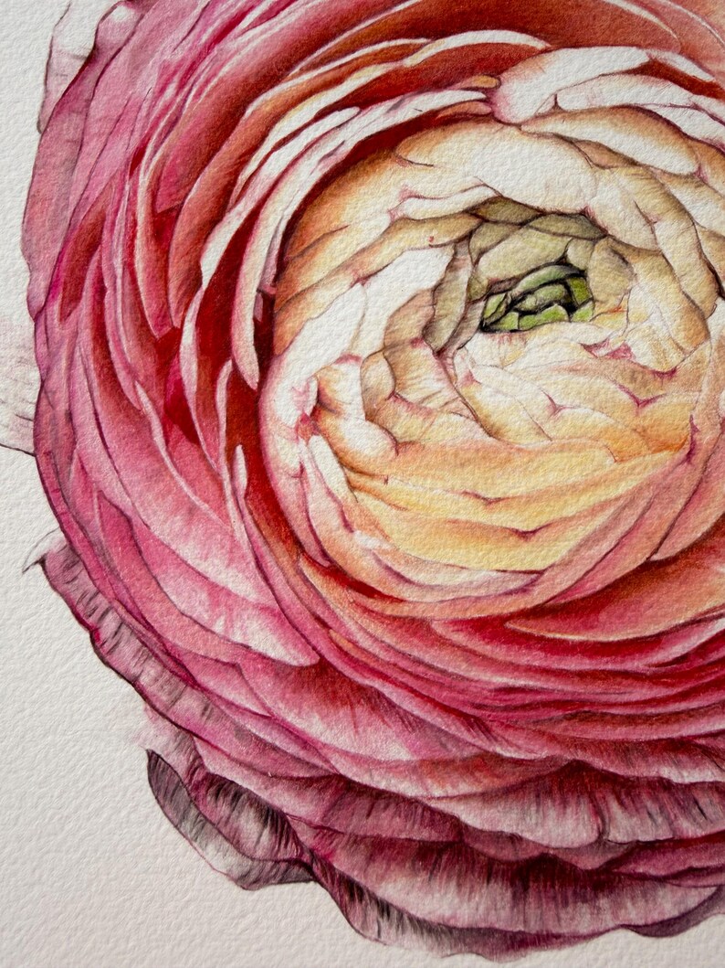 May include: A detailed watercolor painting of a ranunculus flower. The petals transition from deep magenta and pink on the outer edges to a soft, creamy yellow and pale green toward the tightly layered center, showcasing intricate shading and texture.