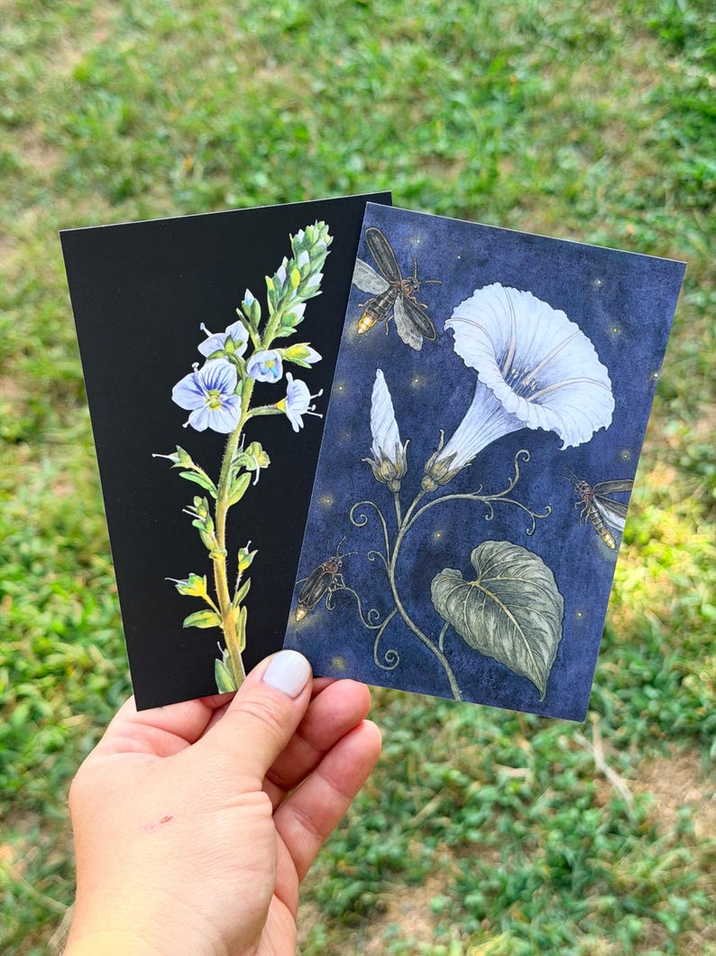 Hand holding two botanical art postcards featuring a speedwell flower and a moonflower with fireflies.