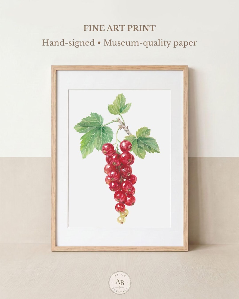 Museum-quality botanical Fine Art print reproducing my original watercolor illustration of red currants from my garden. The artwork shows a realistic cluster of glossy berries and fresh green foliage with delicate botanical detail. Hand-signed and professionally printed as a Giclée on archival Hahnemühle Fine Art paper. A timeless botanical print for kitchens, dining rooms, cottagecore interiors, gardeners, fruit lovers and collectors of botanical illustrations.