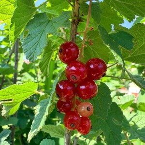 Reference photograph of ripe red currants growing in my garden, showing a hanging cluster of glossy berries surrounded by vibrant green leaves in bright summer sunlight. This image inspired the original botanical watercolor painting and highlights the natural colours, light and structure of the fruit that were carefully observed and translated into the finished artwork.