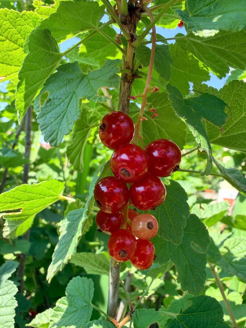 Reference photograph of ripe red currants growing in my garden, showing a hanging cluster of glossy berries surrounded by vibrant green leaves in bright summer sunlight. This image inspired the original botanical watercolor painting and highlights the natural colours, light and structure of the fruit that were carefully observed and translated into the finished artwork.