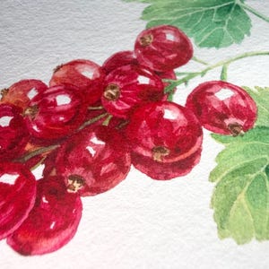 Close-up detail of the Fine Art Giclée print showing the rich red currants, transparent watercolor layers and crisp reproduction of the original painting on textured Hahnemühle archival paper. The image highlights the glossy berries, subtle colour transitions and fine botanical details that make this hand-signed museum-quality print ideal for collectors of botanical and nature-inspired artwork.