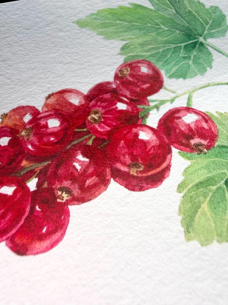 Close-up detail of the Fine Art Giclée print showing the rich red currants, transparent watercolor layers and crisp reproduction of the original painting on textured Hahnemühle archival paper. The image highlights the glossy berries, subtle colour transitions and fine botanical details that make this hand-signed museum-quality print ideal for collectors of botanical and nature-inspired artwork.