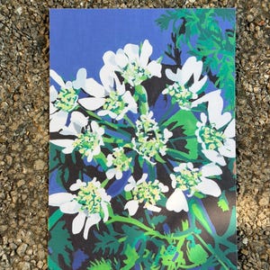 Botanical art postcard with white orlaya flowers and green foliage on a rich blue background.