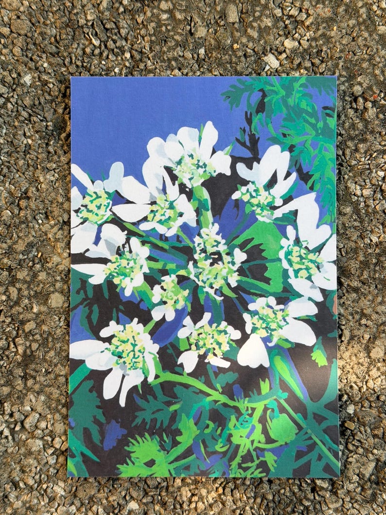 Botanical art postcard with white orlaya flowers and green foliage on a rich blue background.