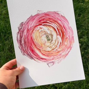 May include: A detailed watercolor painting on white paper depicting a single ranunculus flower. The bloom features densely layered petals transitioning from a soft cream and pale yellow center to vibrant shades of pink and magenta at the edges.