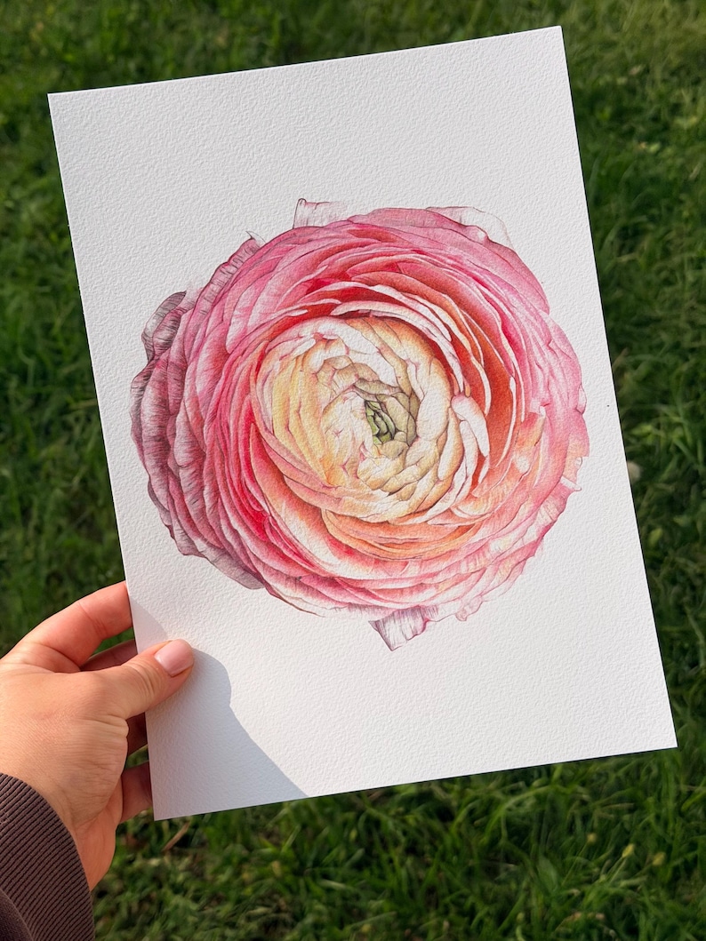 May include: A detailed watercolor painting on white paper depicting a single ranunculus flower. The bloom features densely layered petals transitioning from a soft cream and pale yellow center to vibrant shades of pink and magenta at the edges.