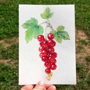Hand holding a Fine Art Giclée print of my original watercolor painting of red currants against a soft garden background. The museum-quality Hahnemühle paper beautifully reproduces the vibrant reds of the berries and the subtle green leaves while revealing the texture of the original watercolor. Hand-signed botanical wall art inspired by fruit harvested from my own garden.