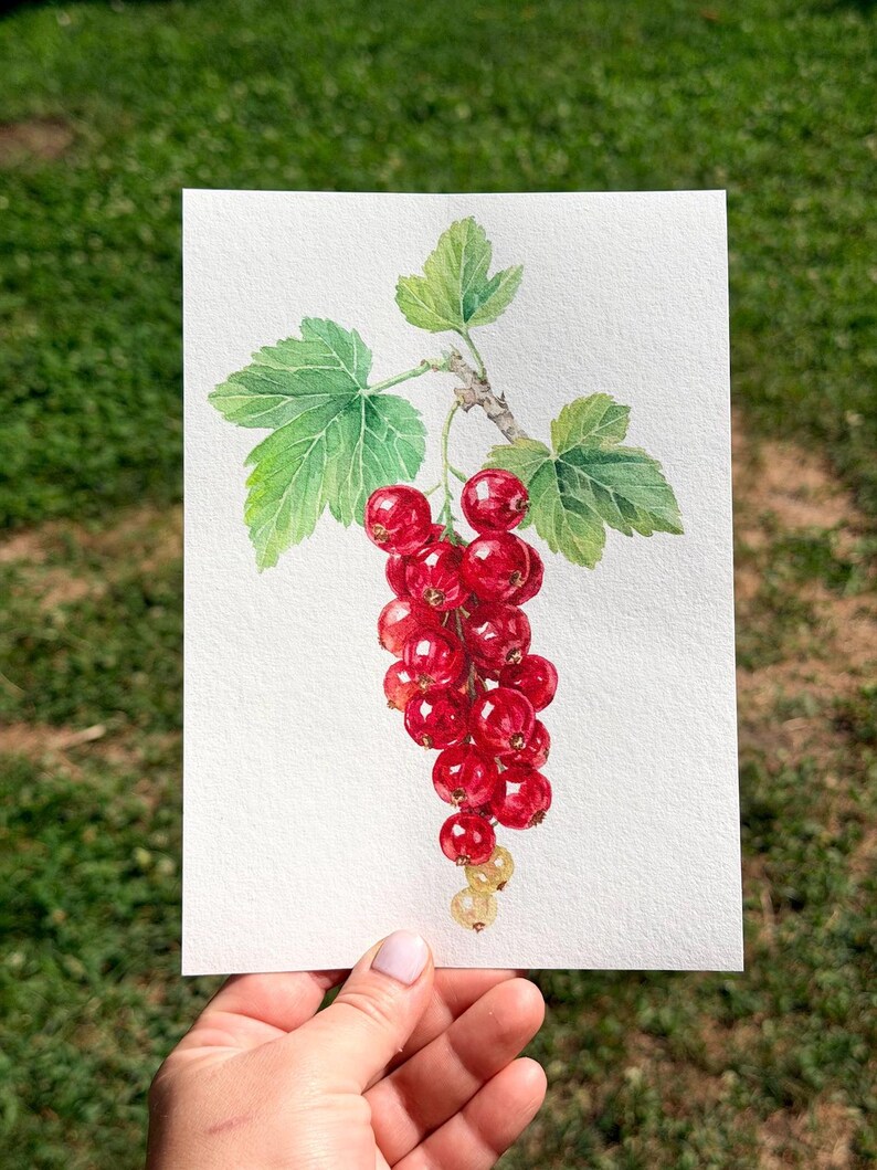 Hand holding a Fine Art Giclée print of my original watercolor painting of red currants against a soft garden background. The museum-quality Hahnemühle paper beautifully reproduces the vibrant reds of the berries and the subtle green leaves while revealing the texture of the original watercolor. Hand-signed botanical wall art inspired by fruit harvested from my own garden.