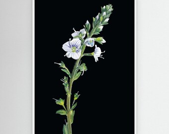 Gerahmter botanischer Leinwanddruck – Ehrenpreisblüte | Wandbild mit Wildblumen-Veronica