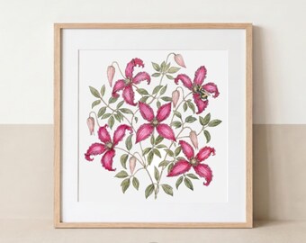Rosa Waldrebe & Hummel | Hochwertiger Kunstdruck